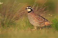 Northern Bobwhite